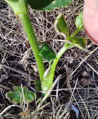 Heracleum sosnowskyi