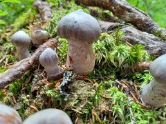 Cortinarius evernius