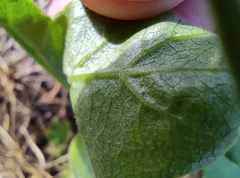 Heracleum sosnowskyi