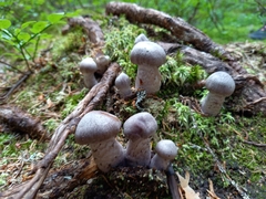 Cortinarius evernius