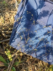 Galium tenuissimum