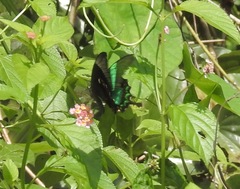 Papilio palinurus daedalus