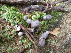 Cortinarius evernius