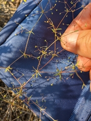 Galium tenuissimum