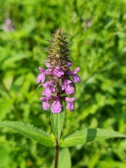 Stachys palustris