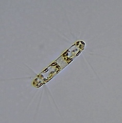 Corethron hystrix