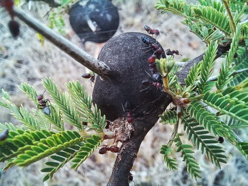 Crematogaster mimosaeCrematogaster mimosae
