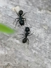 Camponotus