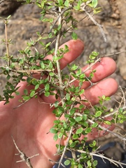 Coprosma parviflora