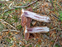 Cortinarius evernius