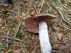 Cortinarius evernius