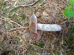 Cortinarius evernius
