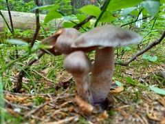 Cortinarius evernius