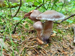 Cortinarius evernius