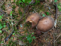 Cortinarius evernius