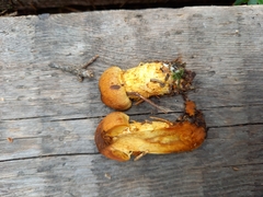 Aureonarius limonius