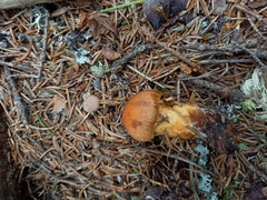 Aureonarius limonius