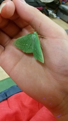 Geometra papilionaria