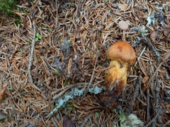 Aureonarius limonius