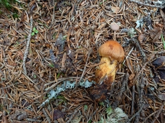 Aureonarius limonius