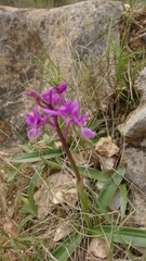 Orchis olbiensis