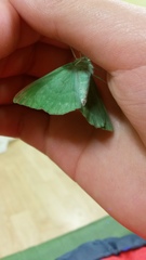 Geometra papilionaria