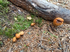 Aureonarius limonius