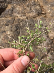 Coprosma parviflora