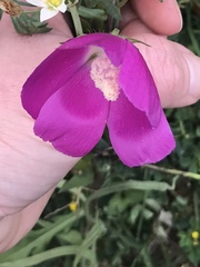 Callirhoe involucrata