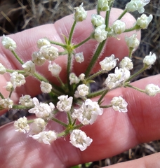 Heracleum sosnowskyi