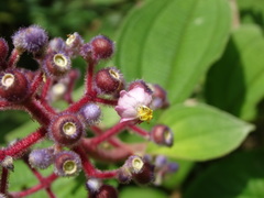 Miconia conospeciosa