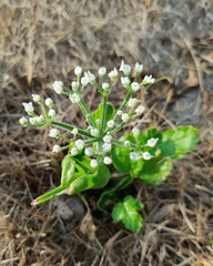 Heracleum sosnowskyi