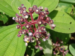 Miconia conospeciosa
