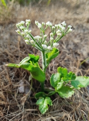 Heracleum sosnowskyi