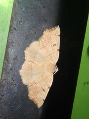 Eilicrinia trinotata