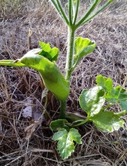 Heracleum sosnowskyi