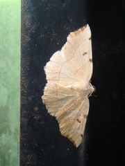 Eilicrinia trinotata