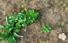 Heracleum sosnowskyi