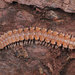 Polydesmus complanatus - Photo (c) Ryszard,  זכויות יוצרים חלקיות (CC BY-NC)