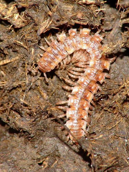 flat-backed millipede