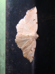 Eilicrinia trinotata