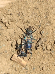 Cicindela coerulea nitida