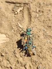 Cicindela coerulea nitida