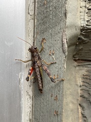 Dendrotettix quercus