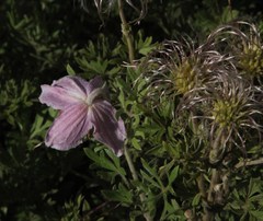 Clematis villosa stanleyi