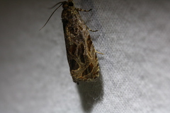 Olethreutes nigranum