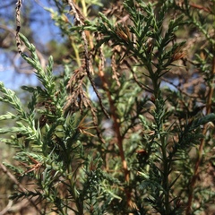 Juniperus deppeana deppeana