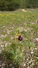 Ophrys exaltata