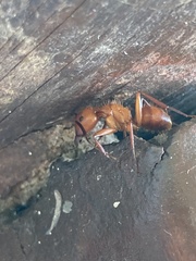 Camponotus hannani
