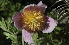 Clematis villosa stanleyi